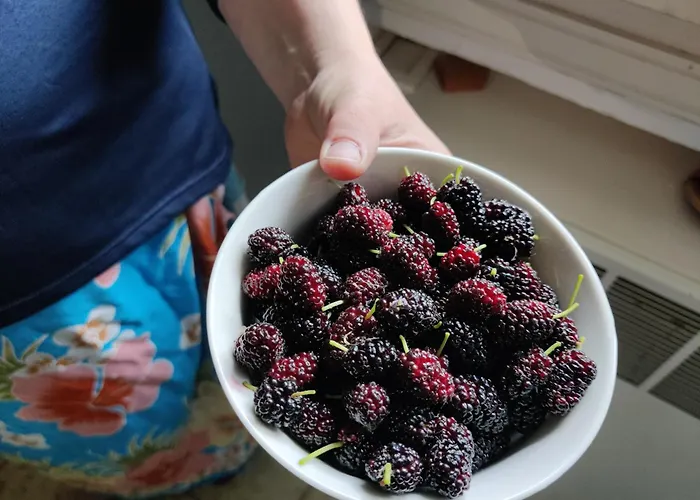 منزل للإقامة Alle Querce